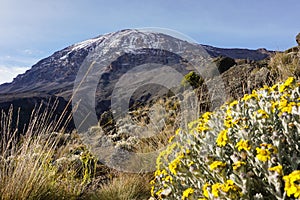 Mount Kilimanjaro, Tanzania, the highest mountain of Africa covered with ice. Flowers and tropical trees in the foreground.