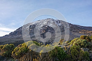 Mount Kilimanjaro, Tanzania, the highest mountain of Africa covered with ice. Flowers and tropical trees in the foreground.