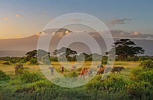 Mount Killimanjaro in Morning light, Amboseli