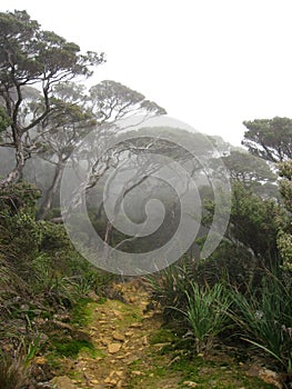 Mount Kinabalu Cloud forest Borneo photo