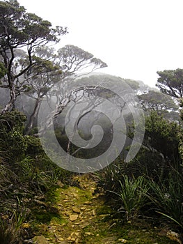 Mount Kinabalu Cloud forest Borneo photo