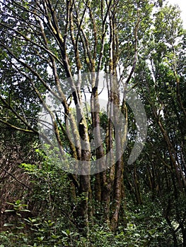 Mount of Laurisilva in Anaga