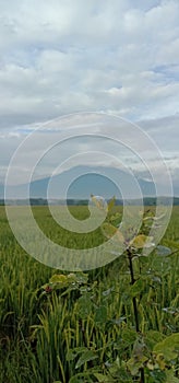 Mount Lawu in Java,in Indonesia