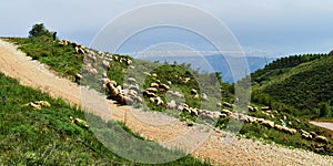 Mount Lebanon. flock of sheeps before a wide landscape photo