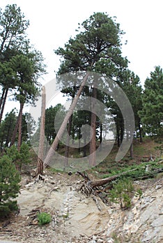 Mount Lemmon, Santa Catalina Mountains, Coronado National Forest, Tucson, Arizona, United States