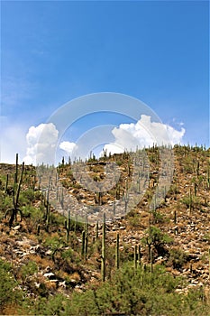 Mount Lemmon, Santa Catalina Mountains, Coronado National Forest, Tucson, Arizona, United States