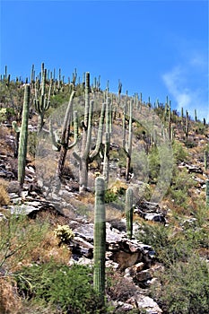 Mount Lemmon, Santa Catalina Mountains, Coronado National Forest, Tucson, Arizona, United States