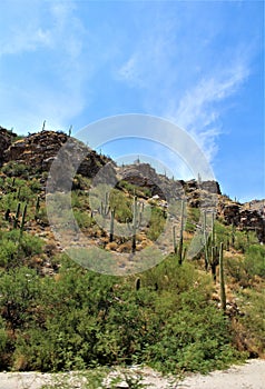 Mount Lemmon, Santa Catalina Mountains, Coronado National Forest, Tucson, Arizona, United States