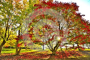 Mount Lofty Botanic Gardens