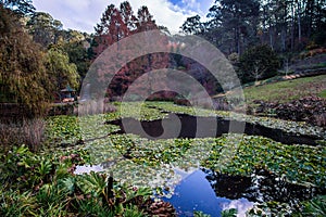 Mount Lofty Botanic Gardens Lake and trees