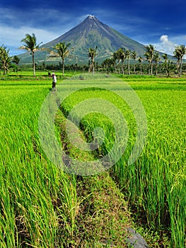 Mount mayon rice farmer