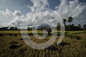 Mount Mayon volcano in the Philippines