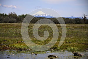 Mount McLoughlin Flowers Vernal Pools photo