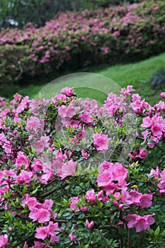 Early spring scenery of Moshan Rhododendron Garden in East Lake, Wuhan, Hubei, China photo