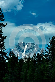 Mount Moran viewed through a screen of pine trees