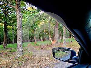 Mount Nebo, Arkansas