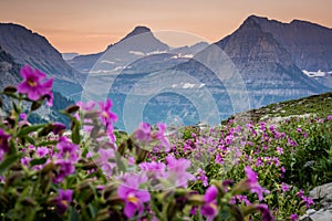 Mount Oberlin Rises In The Distance Though Field of Lewis Monkeyflowers photo