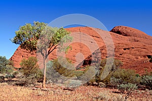 Mount Olgas