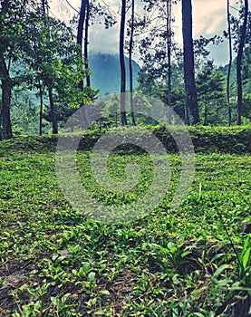 Mount Puntang Indonesia