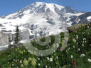 Mount Rainier with Flowers