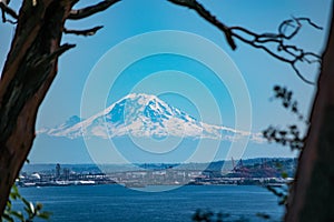 Mount Rainier in a Magnolia frame