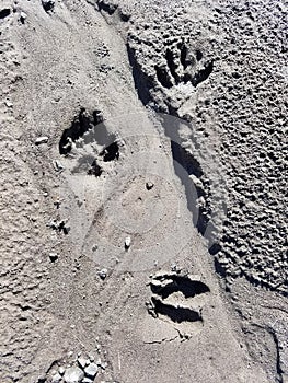 Mount Rainier Volcano Ash footprints