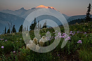 Mount Rainier with Wildflowers during Sunrise at Washington