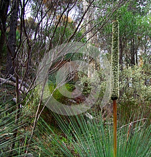 Mount Remarkable Flora