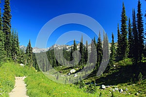 Mount Revelstoke National Park, Hiking Trail through Meadows in the Sky, Selkirk Mountains, British Columbia, Canada