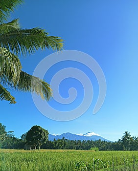 Mount Rinjani among stretches of rice fields