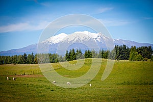 Mount Ruapehu from King Country Farm