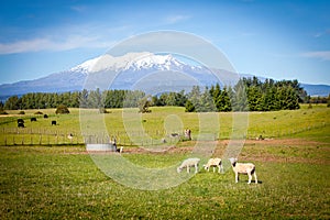 Mount Ruapehu from King Country Farm