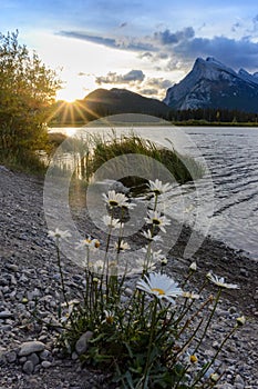 Mount Rundle in sunset light