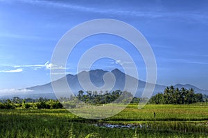 Mountain and Ricefields in the Morning