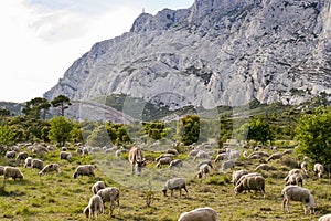 Mount Sainte Victoire and Sheep
