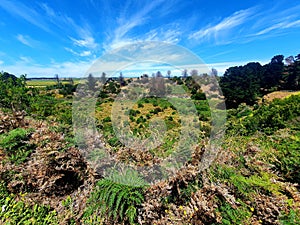 Mount Schank Vegetation View