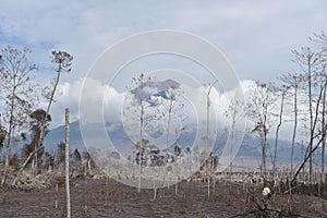 Mount Semeru erupts hot clouds / wedus gembel in East Java, Indonesia photo