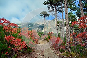 Mount Shaan-kaya, the city of Alupka, Crimea. A very beautiful autumn landscape: forest, mountains, clouds. For cards