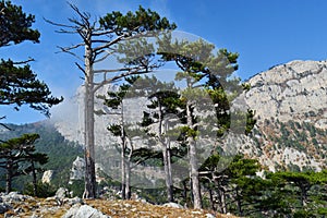 Mount Shaan-kaya, the city of Alupka, Crimea. A very beautiful autumn landscape: forest, mountains, clouds. For cards