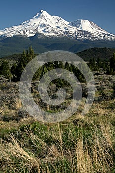 Mount Shasta
