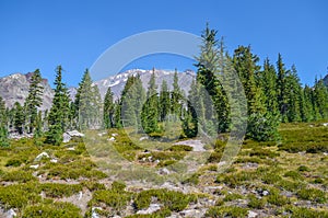 Mount Shasta