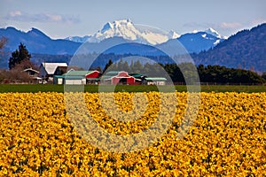 Mount Shuksan Skagit Yellow Daffodils Washington photo