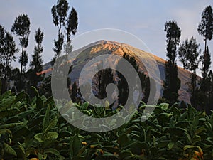 Mount Sindoro rises majestically at dawn, where the surrounding tobacco plantations still look dark