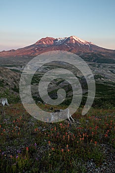 Mount St. Helens Sunset and Wild Flowers