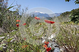 Mount Tahtali and blooming poppies