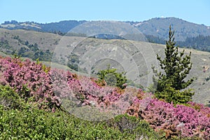 Mount Tamalpais State Park