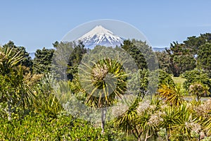 Mount Taranaki and New Zealand Native Bush