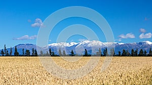 Mount Taylor and Mount Hutt scenery in south New Zealand