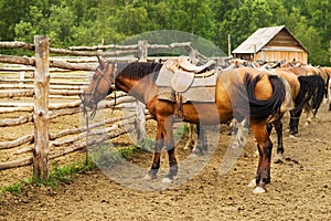 Mount tethered horses