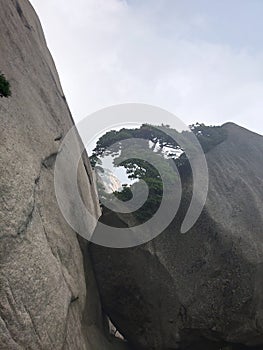 Mount tianzhu tone rock pine tree